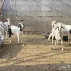 اربع جفار وتيس برقوت مهجن