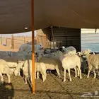 غنم حريات للبيع