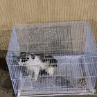 للبيع القطط لتواصل