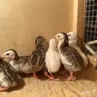 للبيع صوص حبشي
