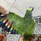 فرخ امزوني بلو فرينتد