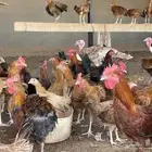 للبيع ديكه ودجاج بلدي