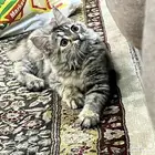 قطة للبيع
