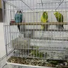 سلام عليكم جوز بادجي وذكر