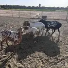 برابر متابيع مع فحلهن