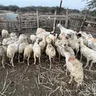 ضان العدد 40 وحده ولدت اليوم تحتها فرير والباقي دفيع