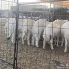 طليان ذبايح