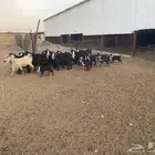 معزاء عوارض متابيع العدد (13) يتبعها (14)