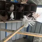للبيع حمام رقاص امريكي نضيف
