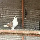 حمام سكاي كتر