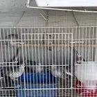 حمام ماسي (يمام)