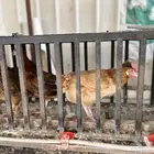 دجاج بياض