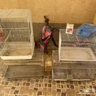 ملحقات طيور
