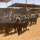 ماعز