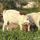 فحول بورقوت الزلفي