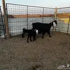 1عنز والد طيبه يتبعها 2