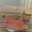 ببغاء روز
