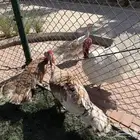 ديوك رومي عدد 4 للبيع في المزاحمية يوجد توصيل