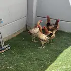 دجاج بياض