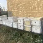 صناديق نحل فرنجي العدد 14