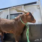فحل ادهم من غنم تهامه للبيع على السوم