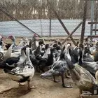 بط مسكوفي