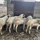 فحول رفيديات