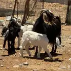 معزا ولد. تم البيع