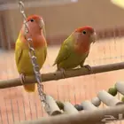 زوج روز انتاج ماشاءالله تبارك الله