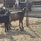 معزا طيبه