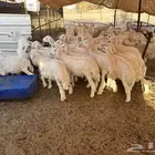 للبيع بهم حري