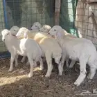 بهم او طليان حريه