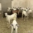 تيوس بلديه تيوس ديره