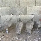 طاووس اوبال تم البيع