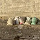 دمن غنم على رعي
