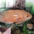 اوسكار للبيع