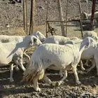 ضان ولد ودفيع( تم البيع )