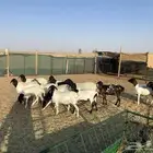 برابر اناثي ( تم البيع )