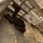 قعود يتيم