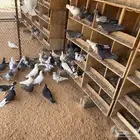 للبيع حمام بلدي