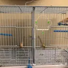 ذكرين كناري للبيع