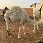 قعود ع حليب امه حد