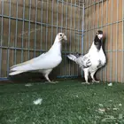 حمام بارب ((نضاره))