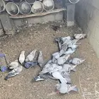 حمام سلفر سوبر جابو مع بلدي منتج كفو الصحه شرط