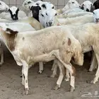 رخال رفيديات دفيع صغار سن منوة ألقاني ماشاءالله