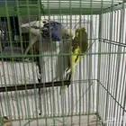 سلام عليكم جواز بادجي