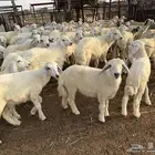 بهم تربية 60