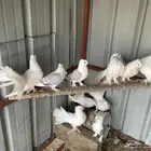 حمام كفو