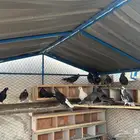 حمام قطيفي