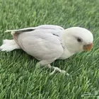 فروخ روز اقبل الغر